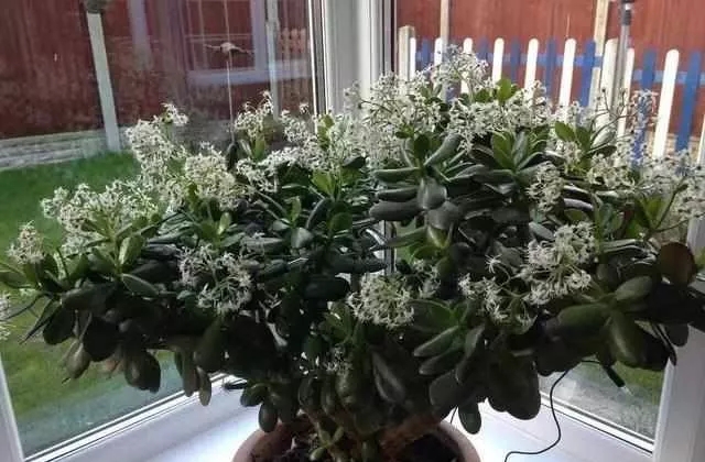 這5種綠植盆栽可以養(yǎng)成樹，瀑布一般的陽臺花園