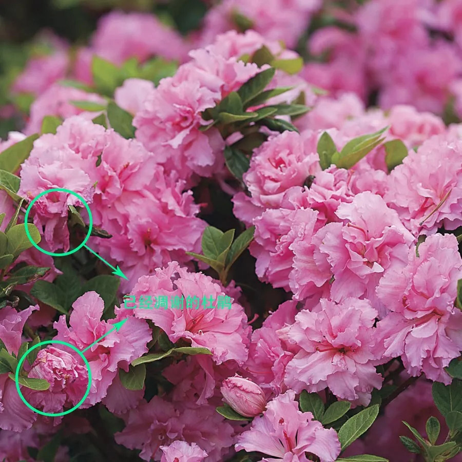 杜鵑4步養(yǎng)護(hù)法,爆盆爆花不是夢~ 杜鵑4步養(yǎng)護(hù)法,爆盆爆花不是夢~